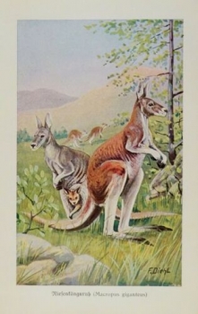 1926 - Riesenkänguruh (Macropus giganteus) - alter Druck